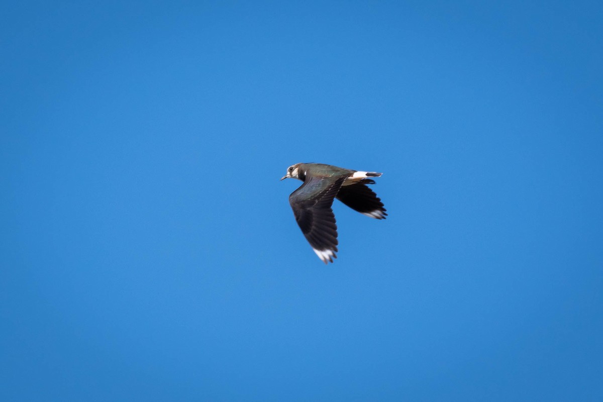 Northern Lapwing - ML625280835