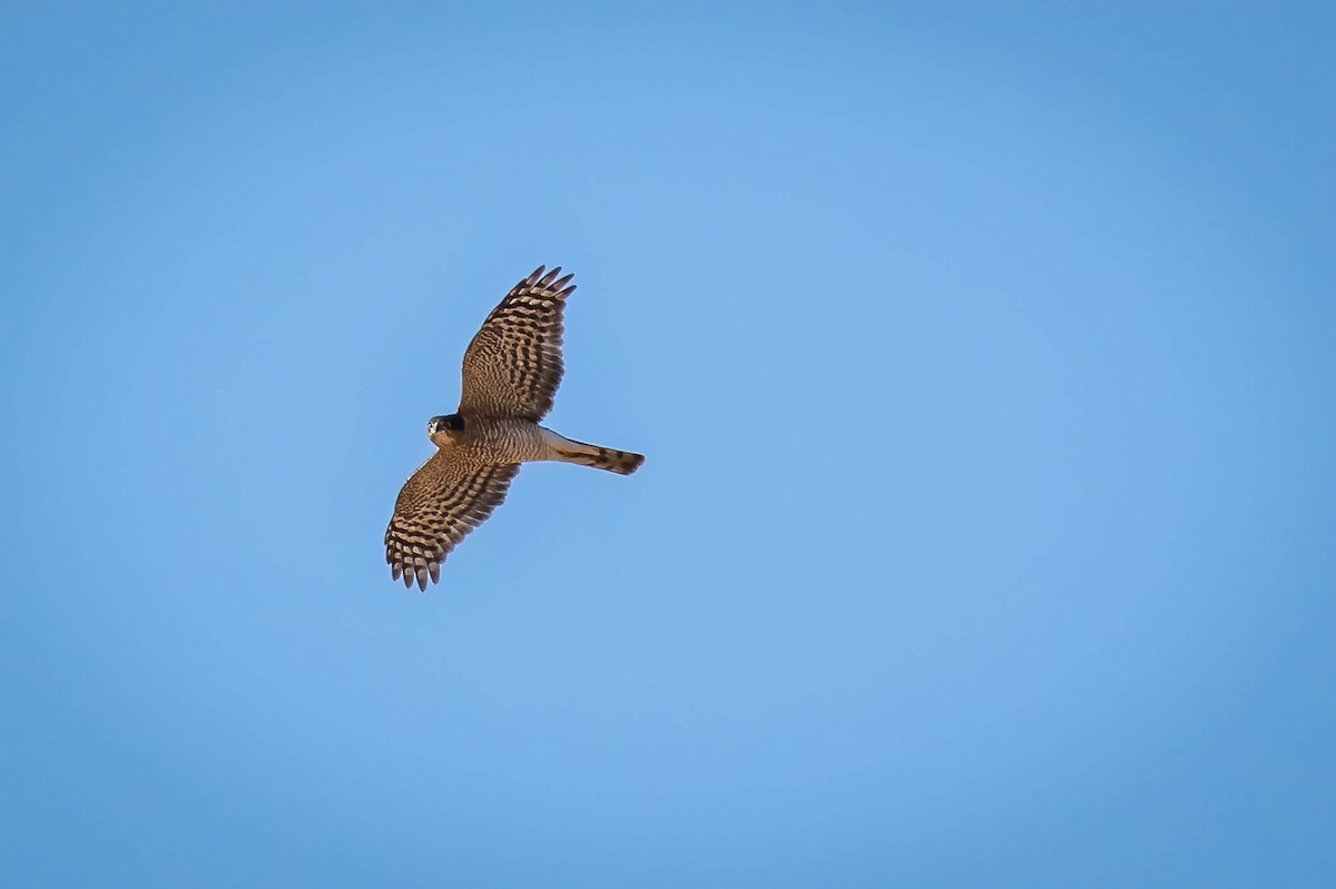 Eurasian Sparrowhawk - ML625280839
