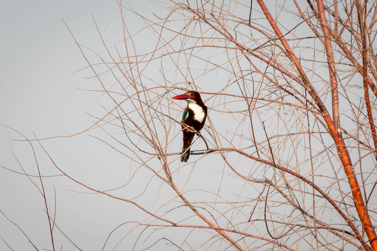 White-throated Kingfisher - ML625280842