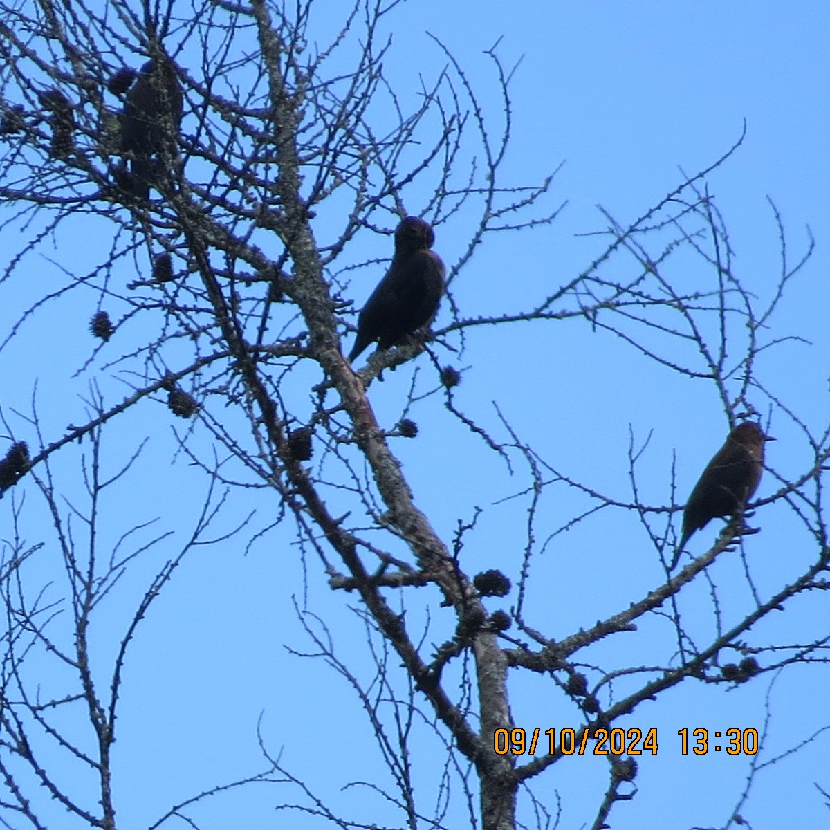 Rusty Blackbird - ML625280914