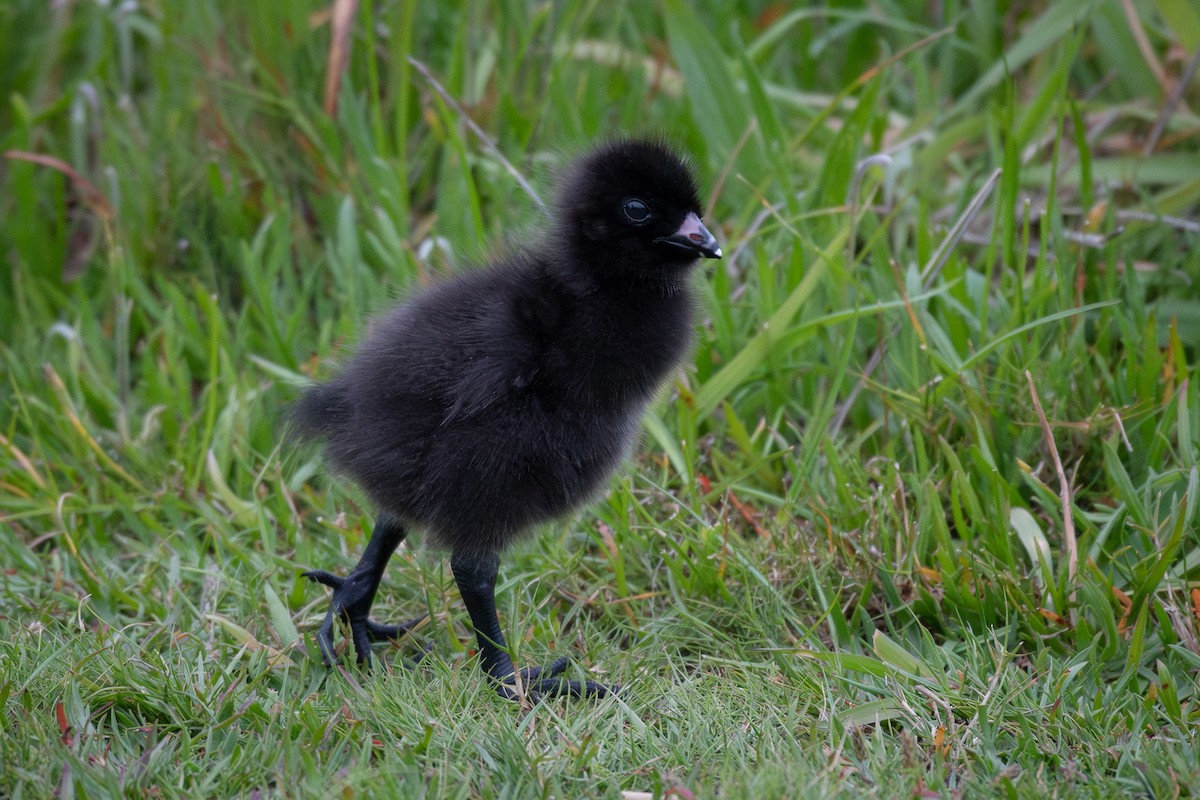 Tasmanian Nativehen - Trevor Evans