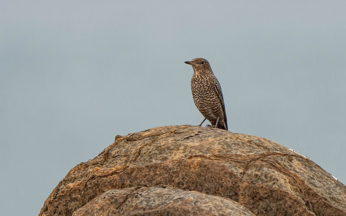 Blue Rock-Thrush - TSUNGCHI CHOU