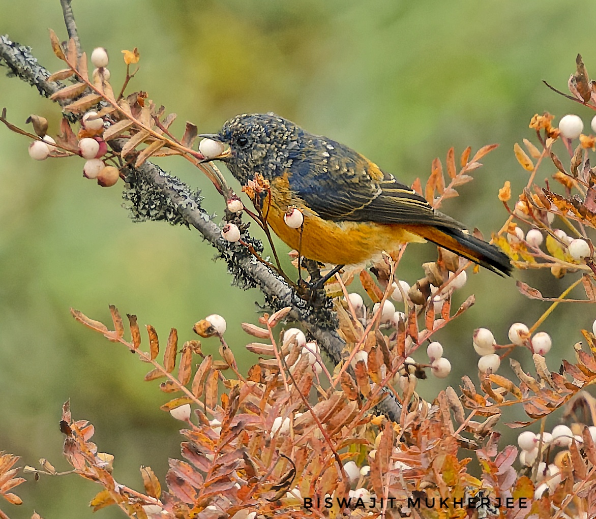 Blue-fronted Redstart - ML625280925