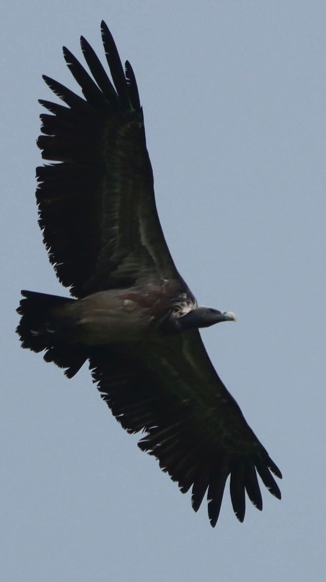 Indian Vulture - ML625280961