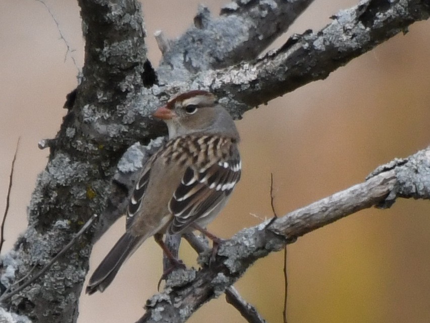 White-crowned Sparrow - ML625281027