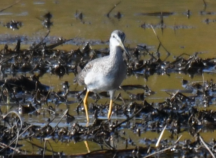 Greater Yellowlegs - ML625281031