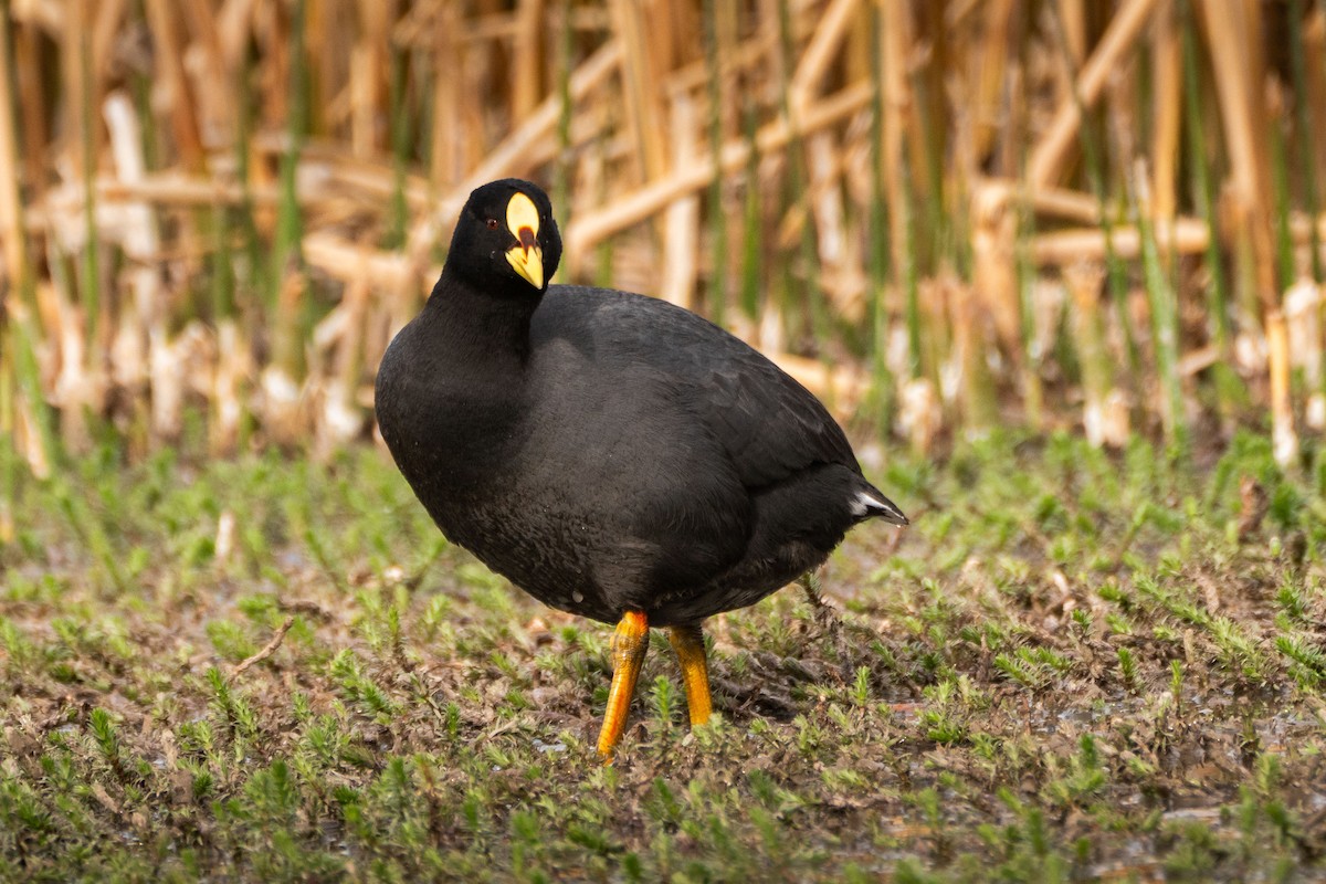 Red-gartered Coot - ML625281044