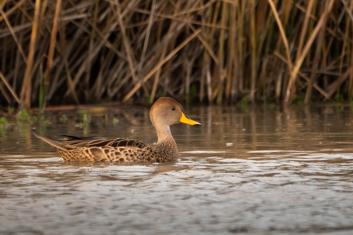 Yellow-billed Pintail (South American) - ML625281072