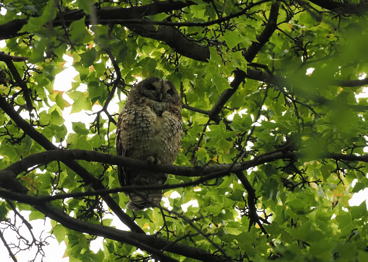 Himalayan Owl - ML625281134