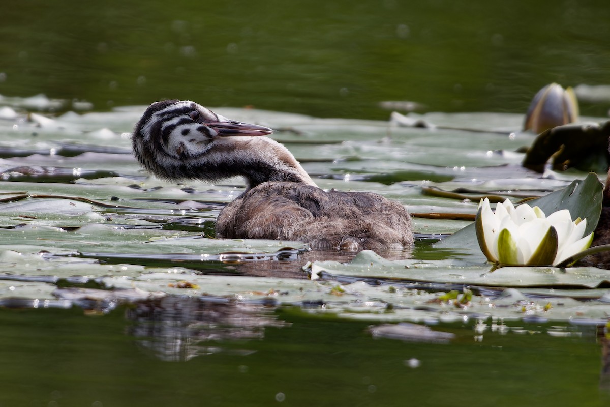 Great Crested Grebe - Jeffrey Leguit