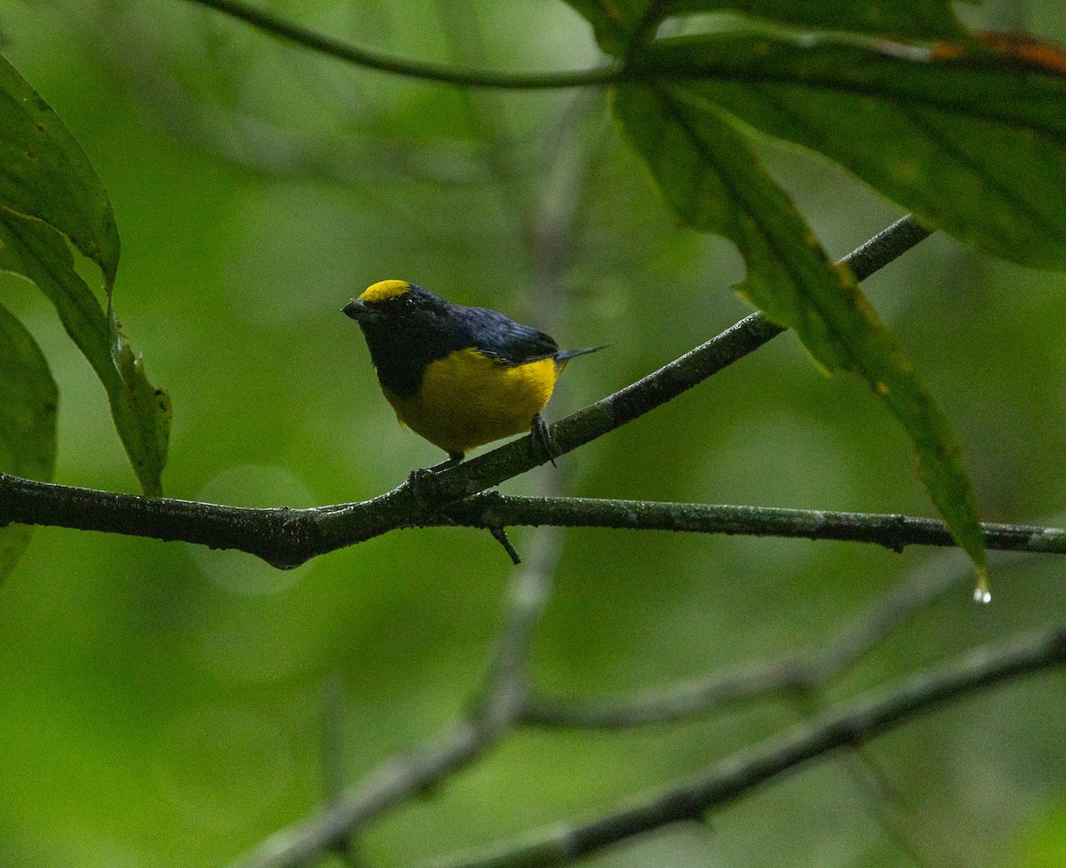 Spot-crowned Euphonia - ML625281249