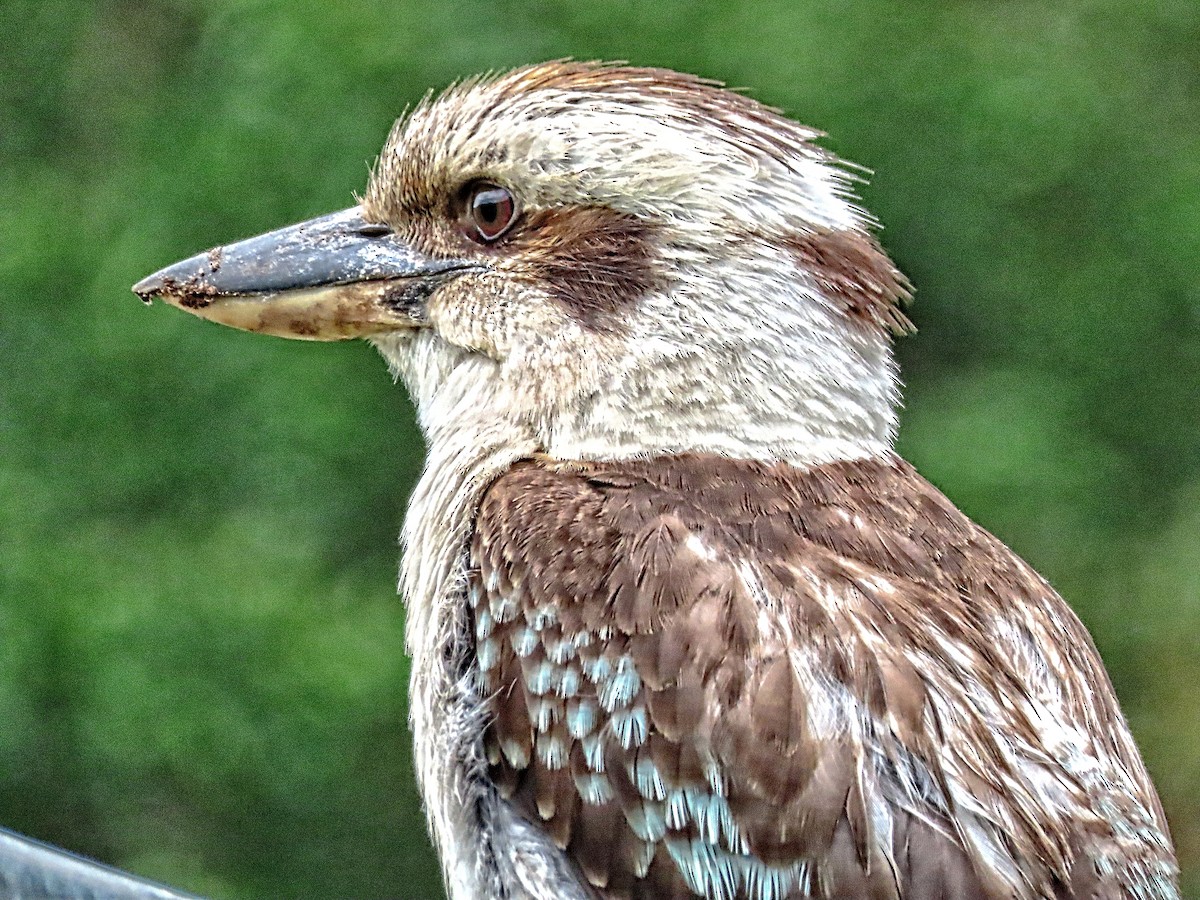 Laughing Kookaburra - ML625281251