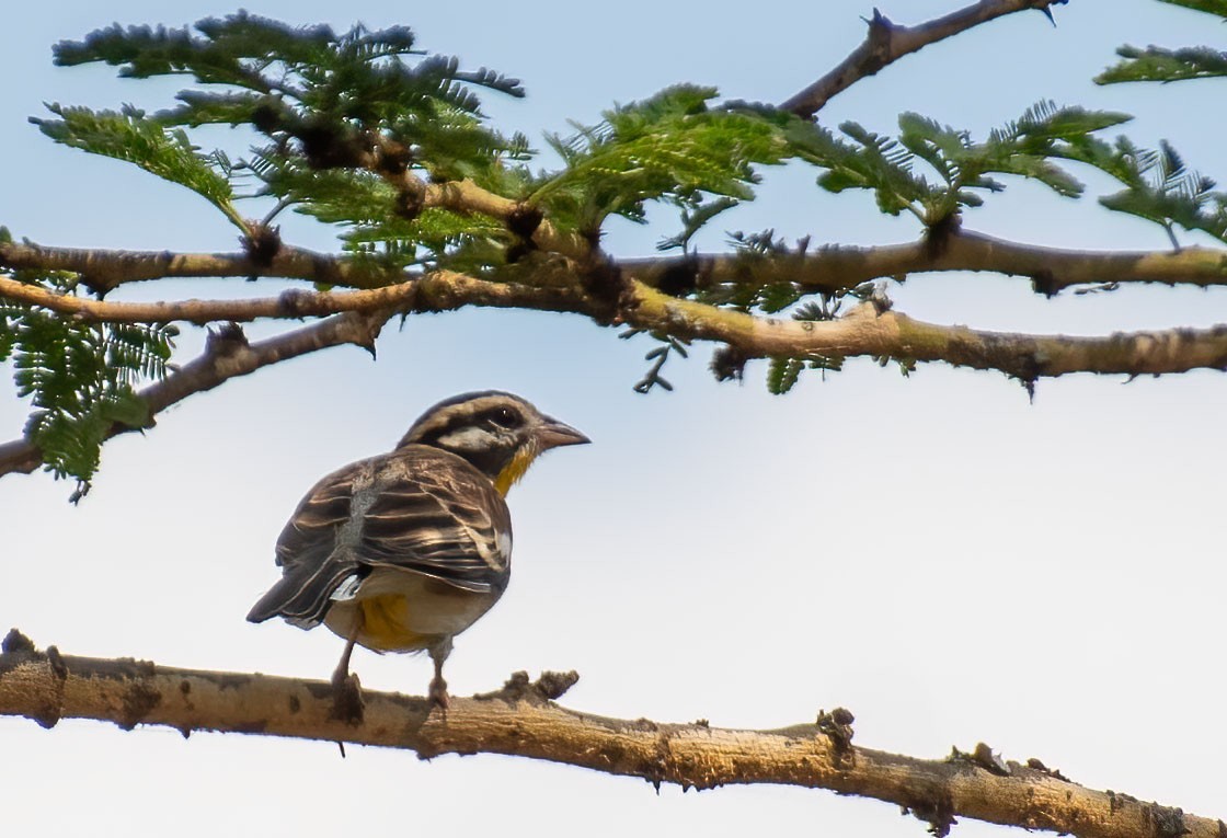 Golden-breasted Bunting - ML625281267