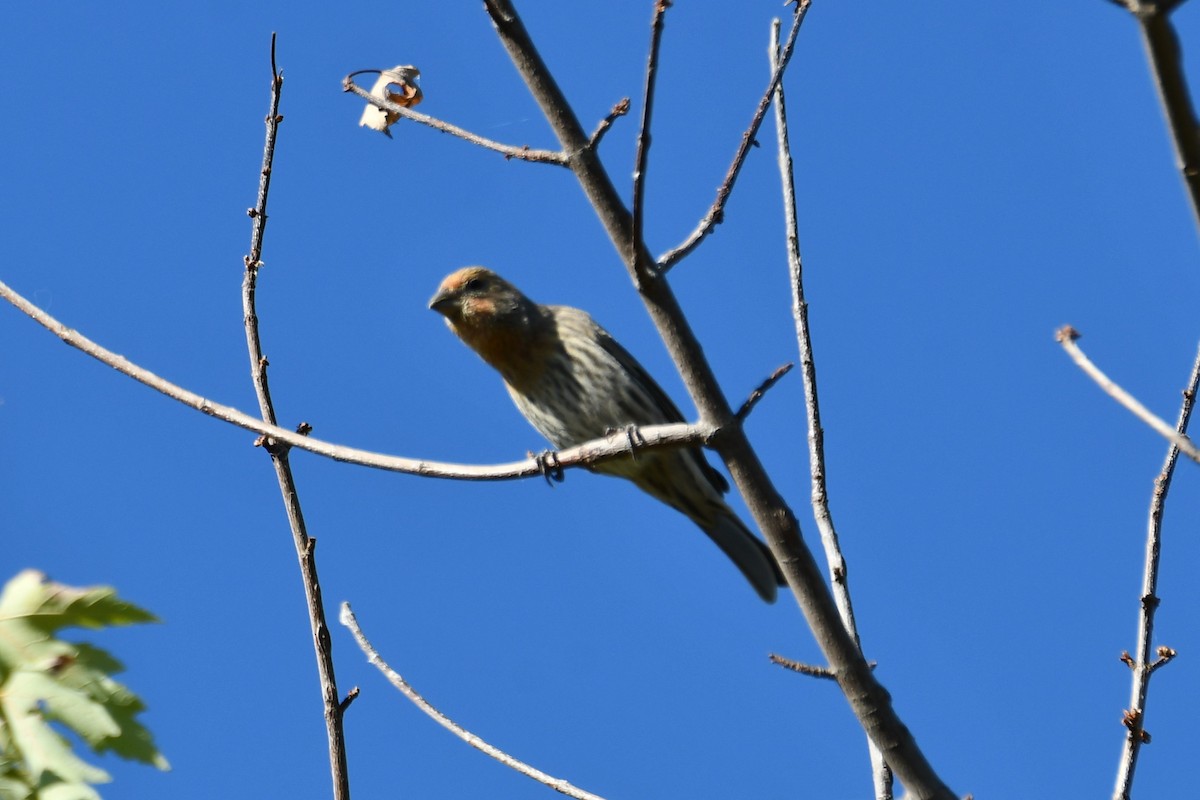 House Finch - ML625281272