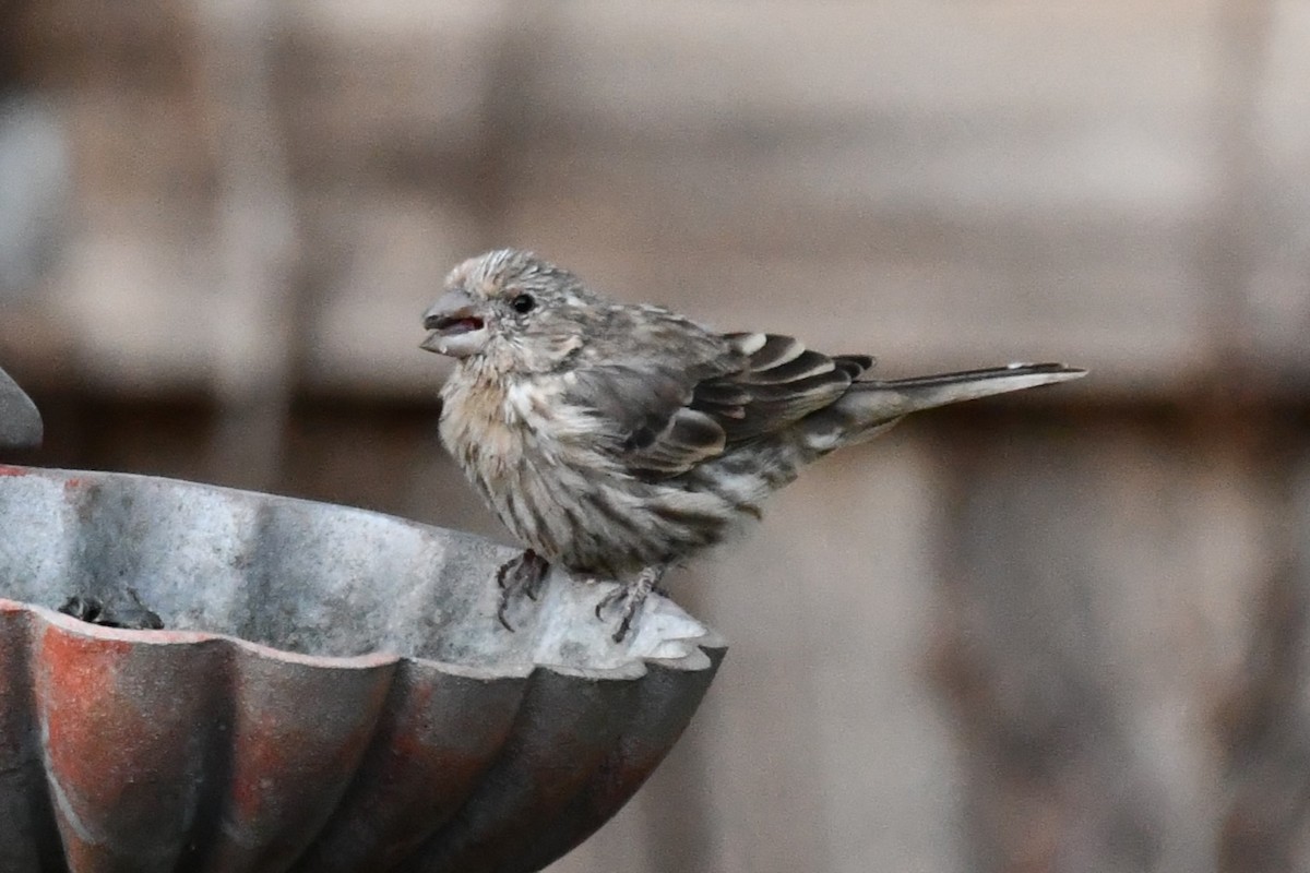 House Finch - ML625281273