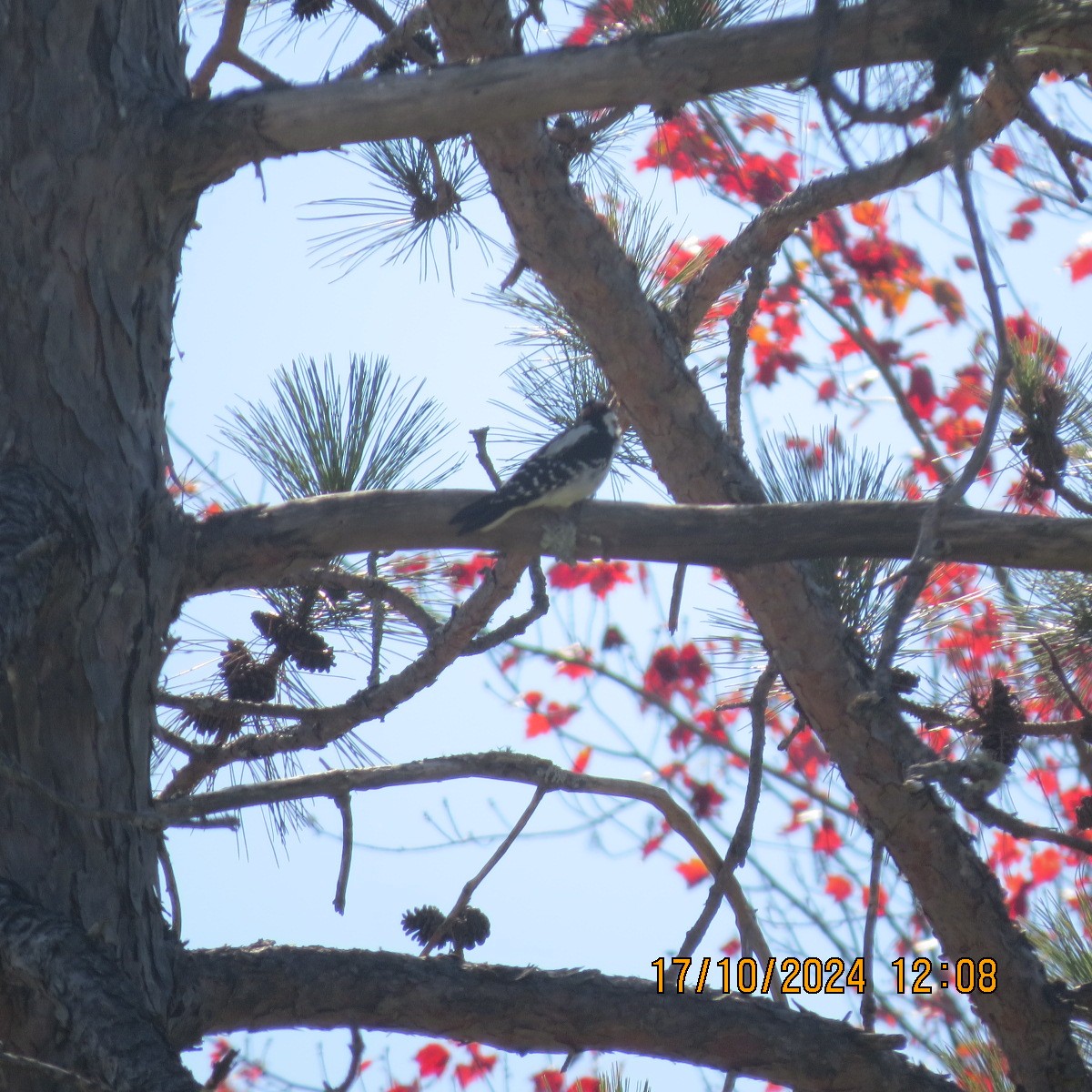 Hairy Woodpecker - ML625281284