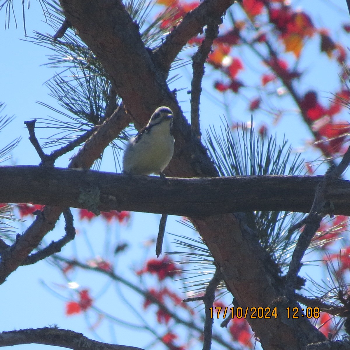 Hairy Woodpecker - ML625281285