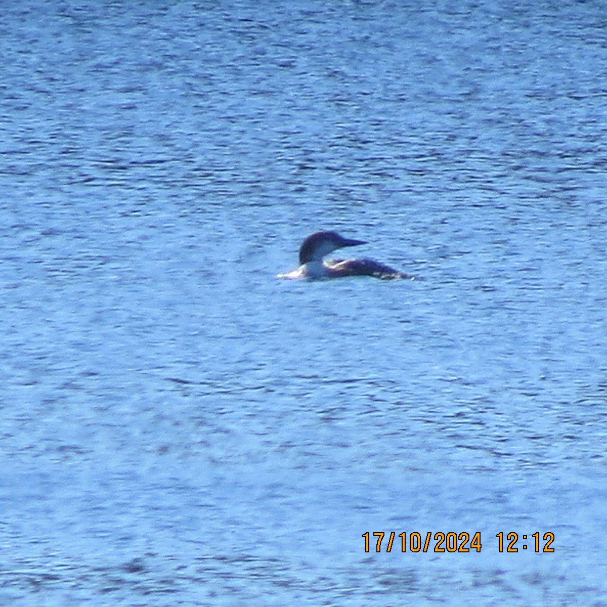 Common Loon - ML625281293