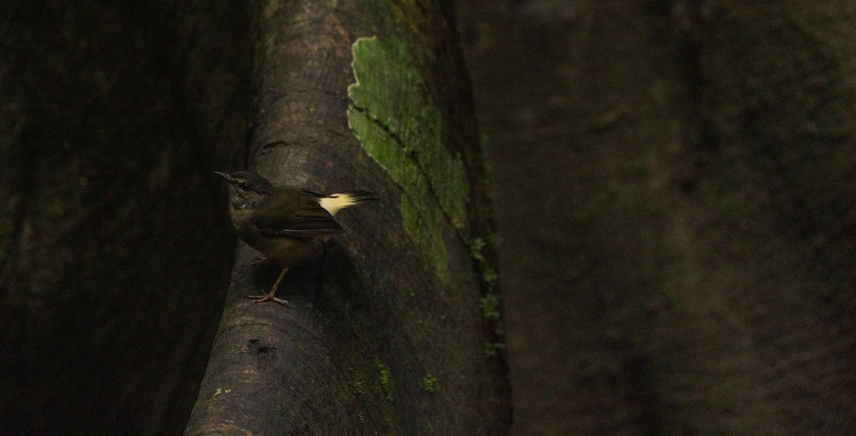 Buff-rumped Warbler - ML625281294