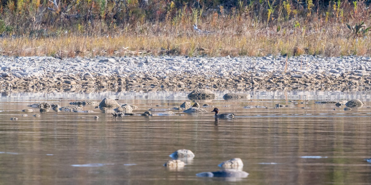 小水鴨(carolinensis) - ML625281367