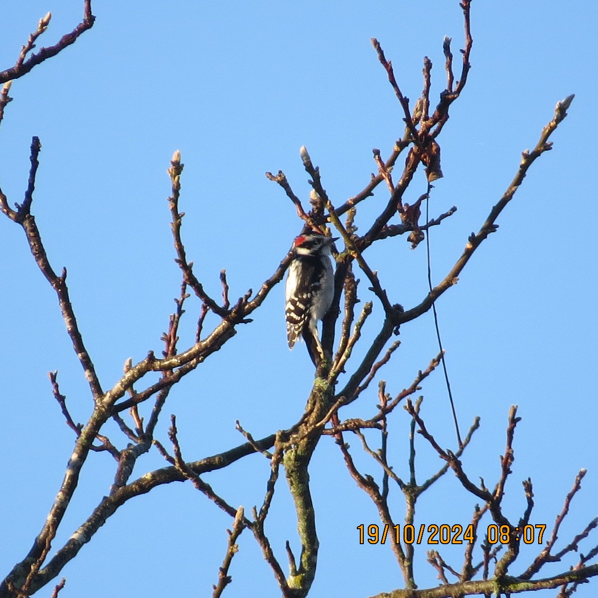 Downy Woodpecker - ML625281368