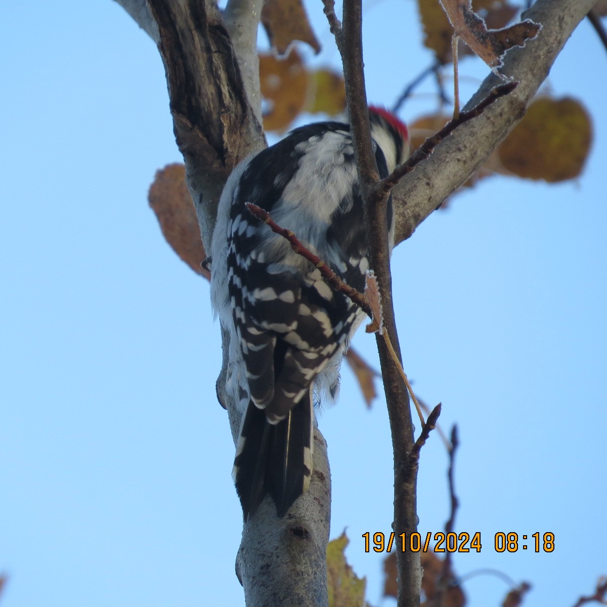Downy Woodpecker - ML625281369