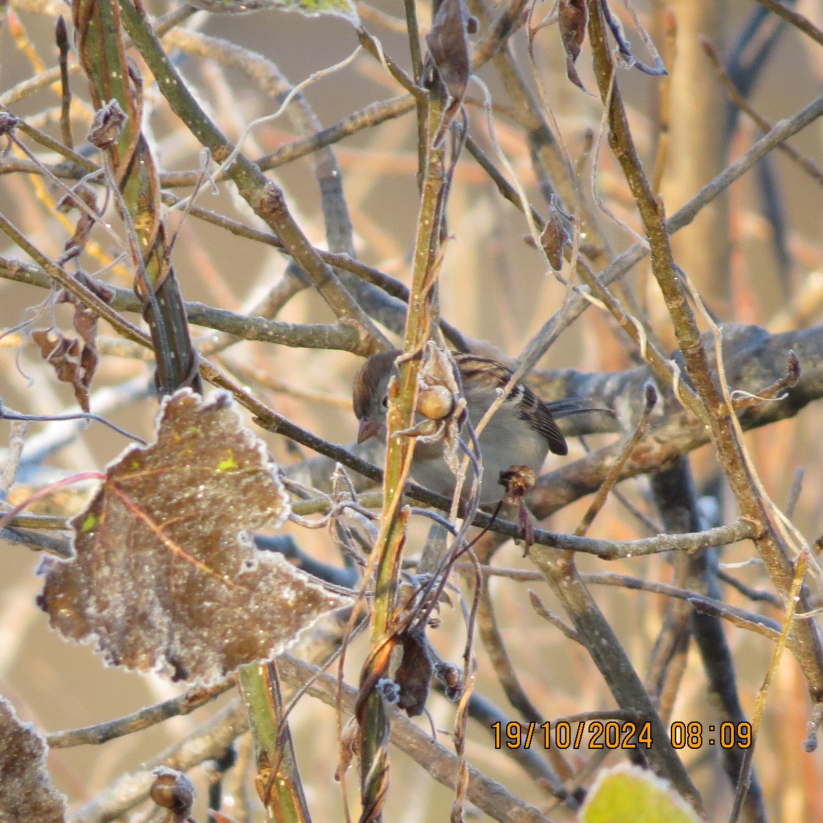 Field Sparrow - ML625281372