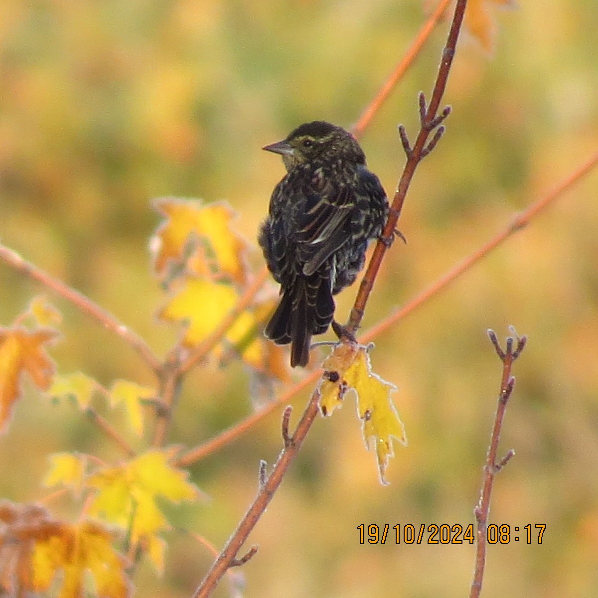 Red-winged Blackbird - ML625281375