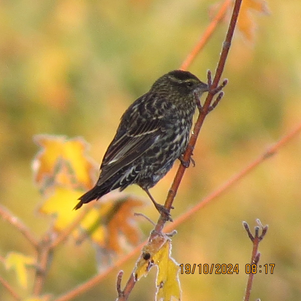 Red-winged Blackbird - ML625281376