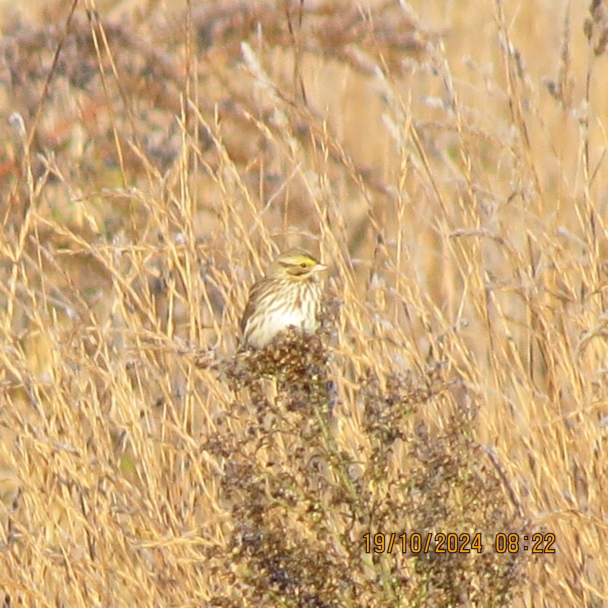Savannah Sparrow - ML625281378