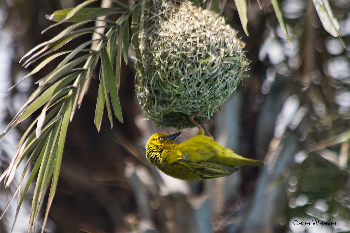 Cape Weaver - ML625281380