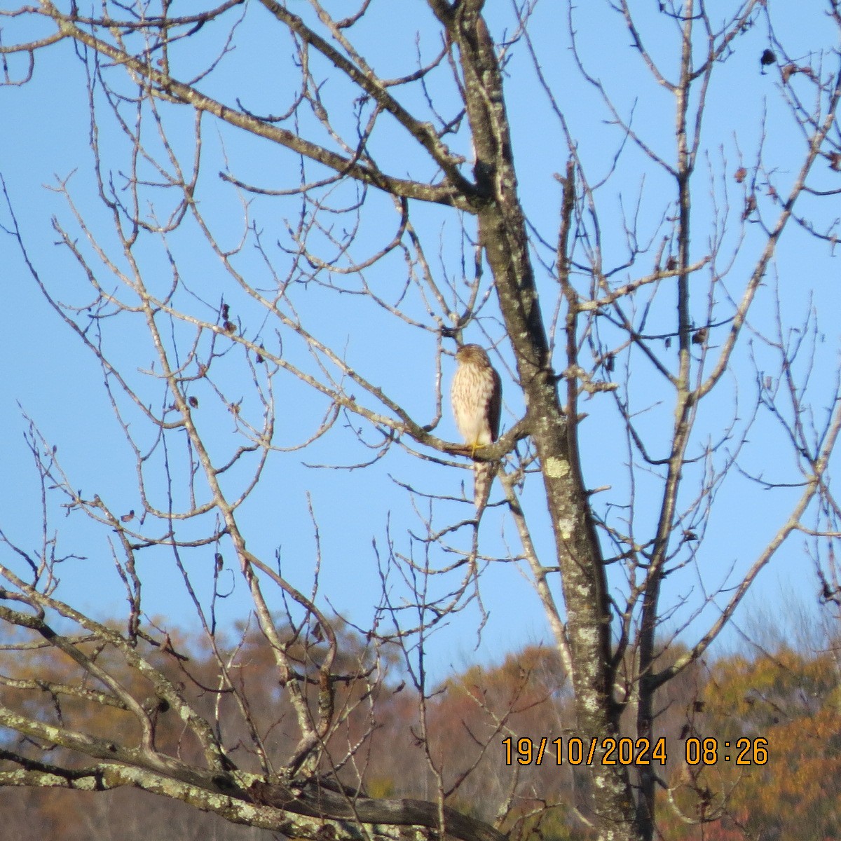 Cooper's Hawk - ML625281385