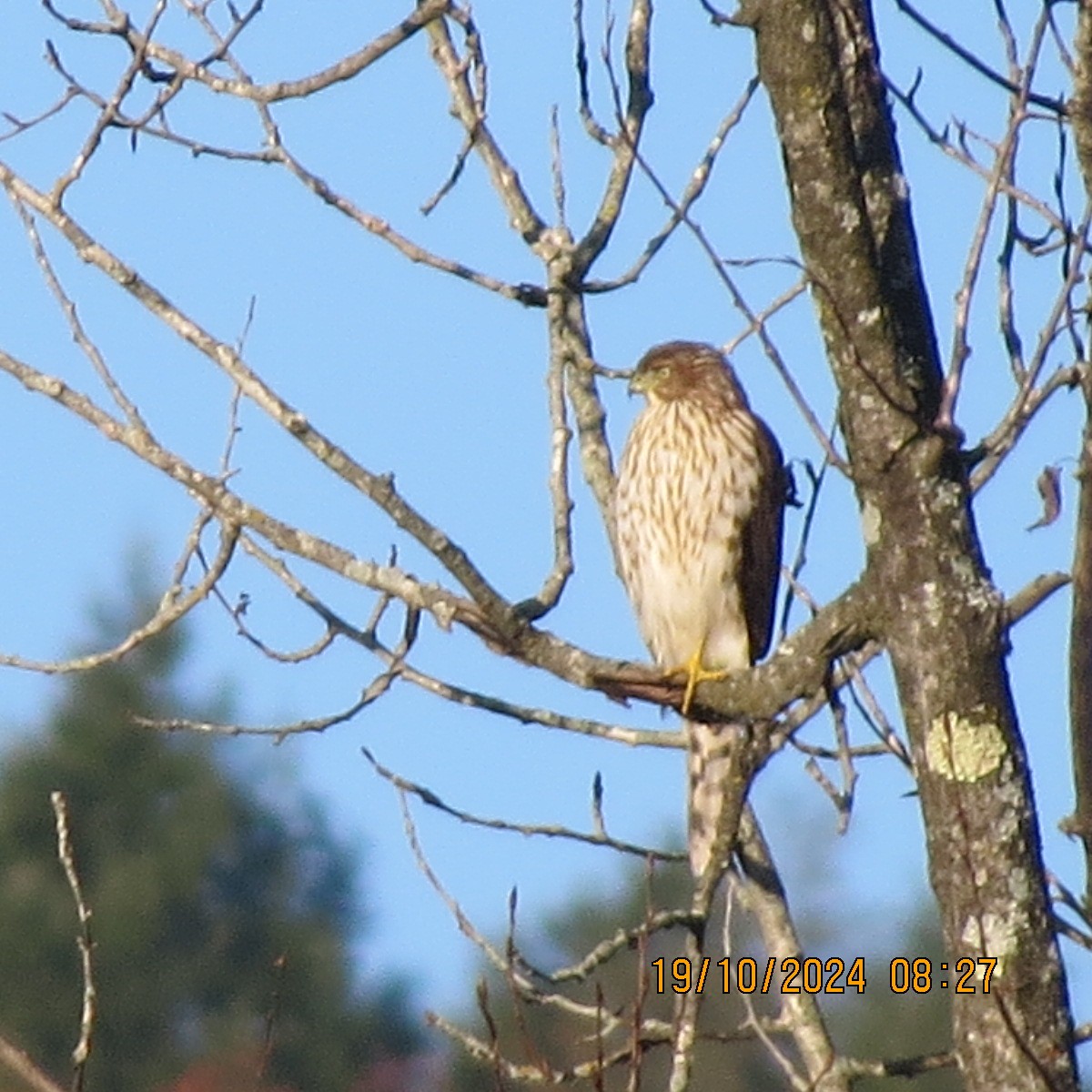 Cooper's Hawk - ML625281386