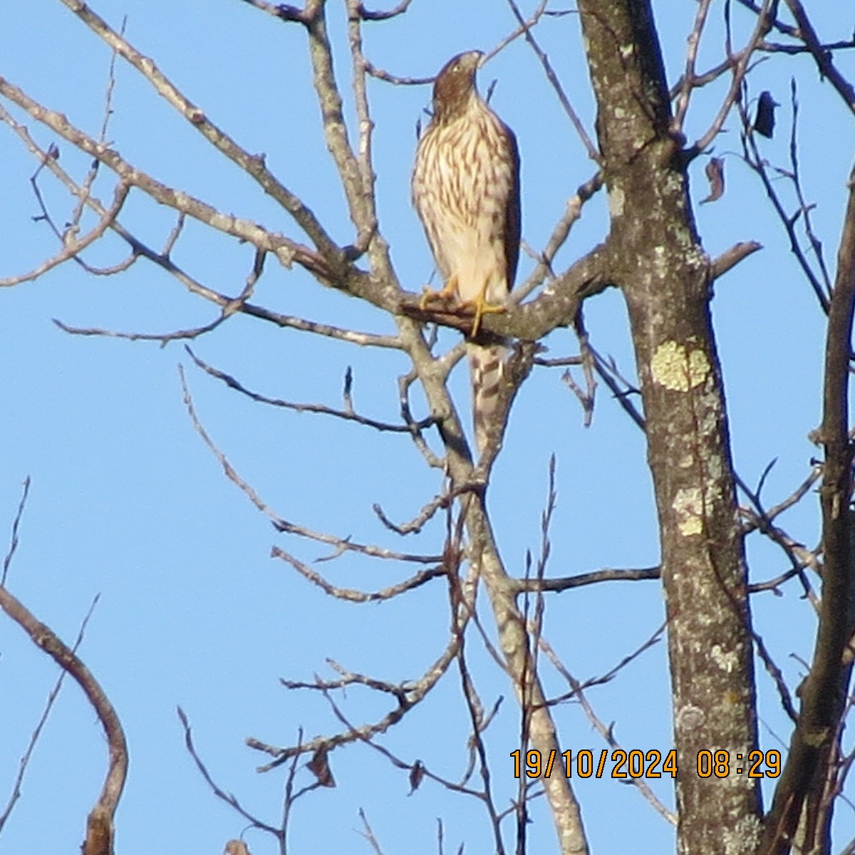 Cooper's Hawk - ML625281390