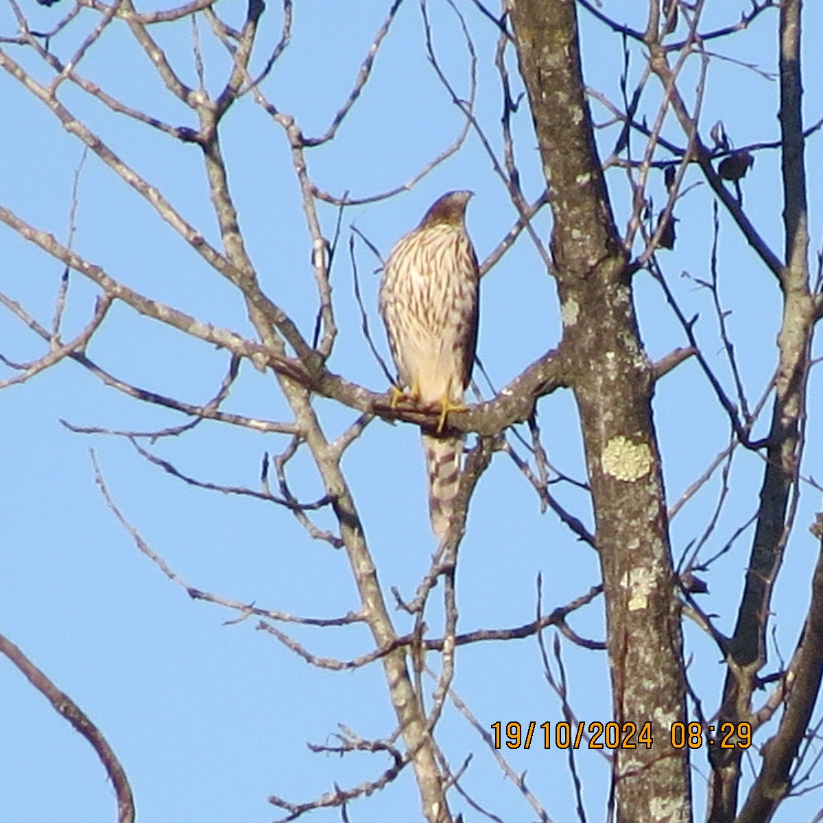 Cooper's Hawk - ML625281394