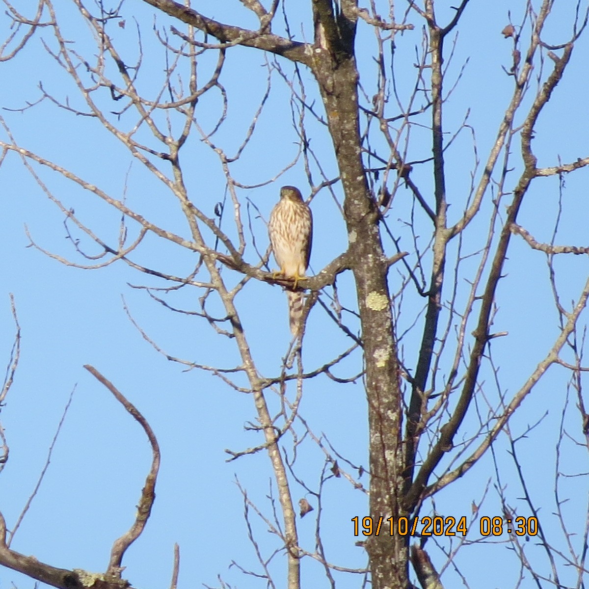 Cooper's Hawk - ML625281395
