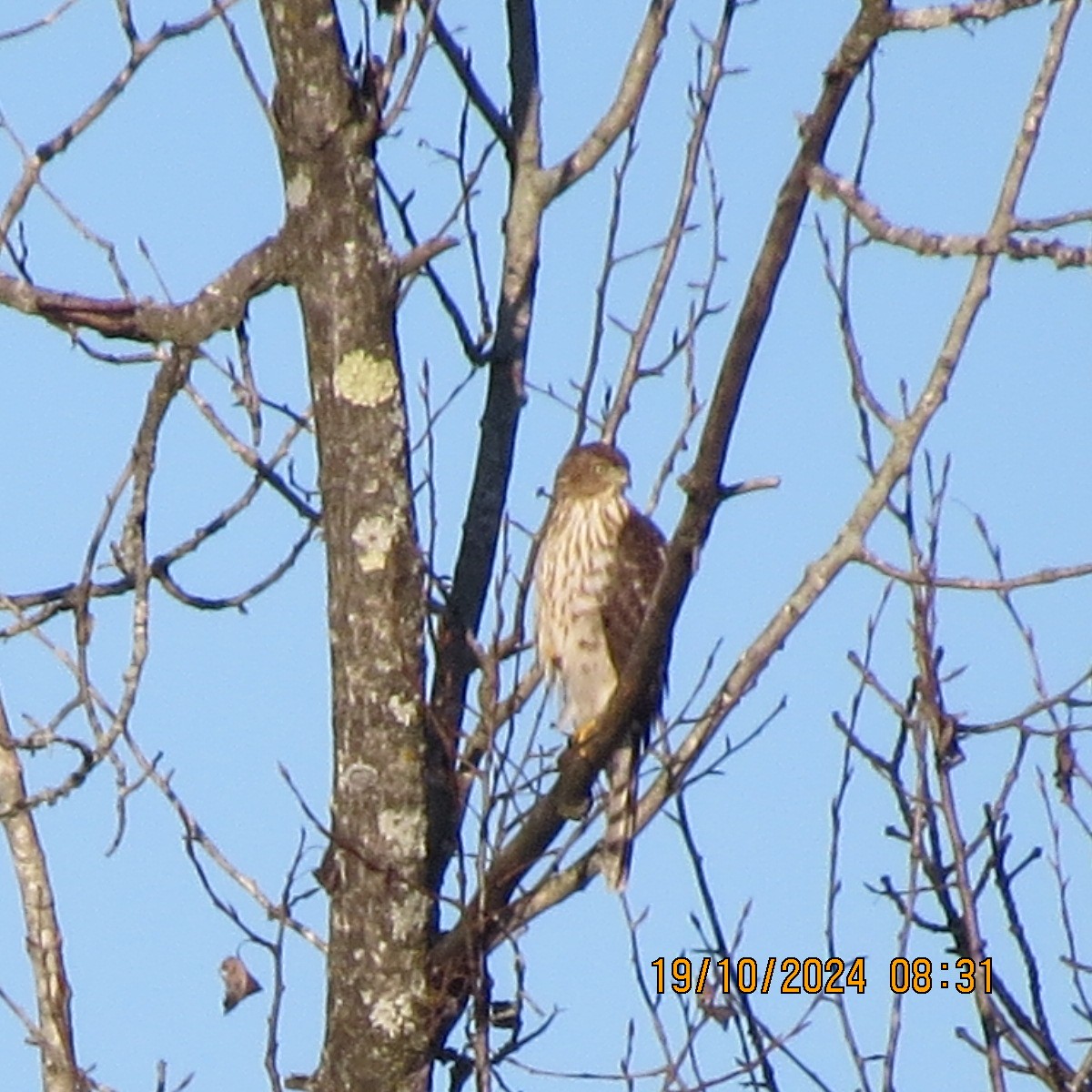 Cooper's Hawk - ML625281398