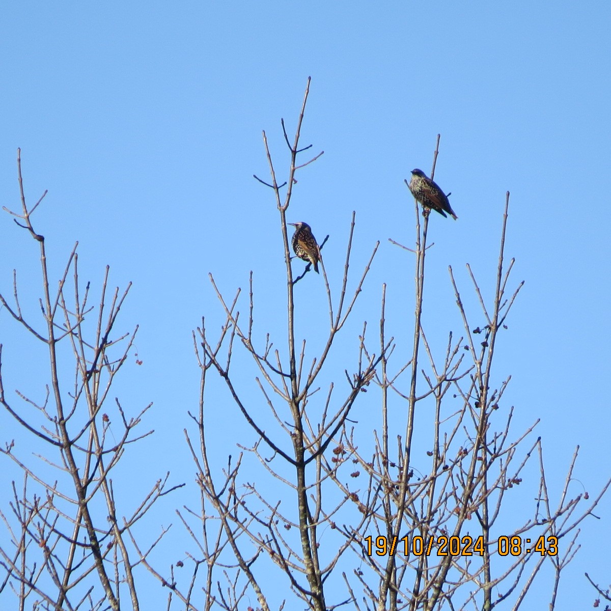 European Starling - ML625281415