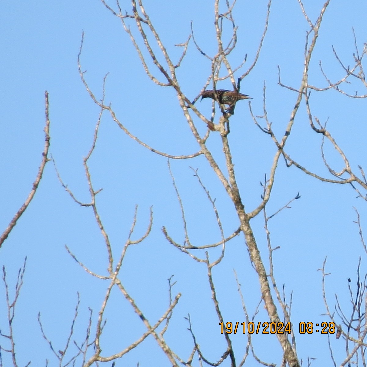 European Starling - ML625281425