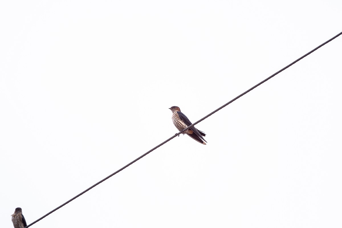 Golondrina Dáurica Oriental (grupo striolata) - ML625281427