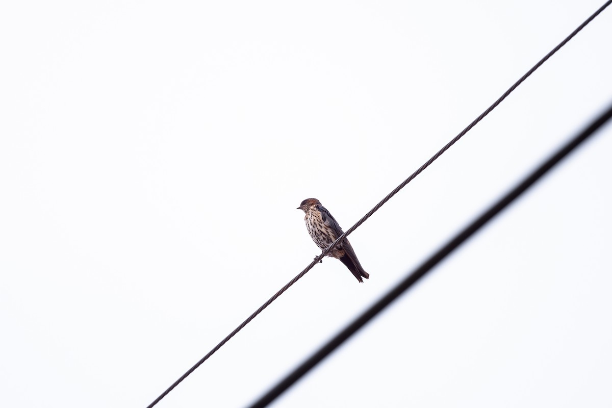 Golondrina Dáurica Oriental (grupo striolata) - ML625281428