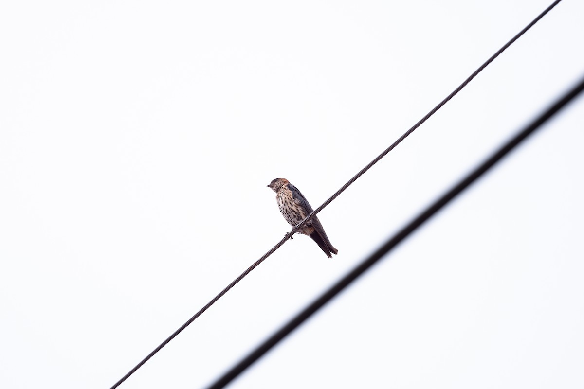 Golondrina Dáurica Oriental (grupo striolata) - ML625281429