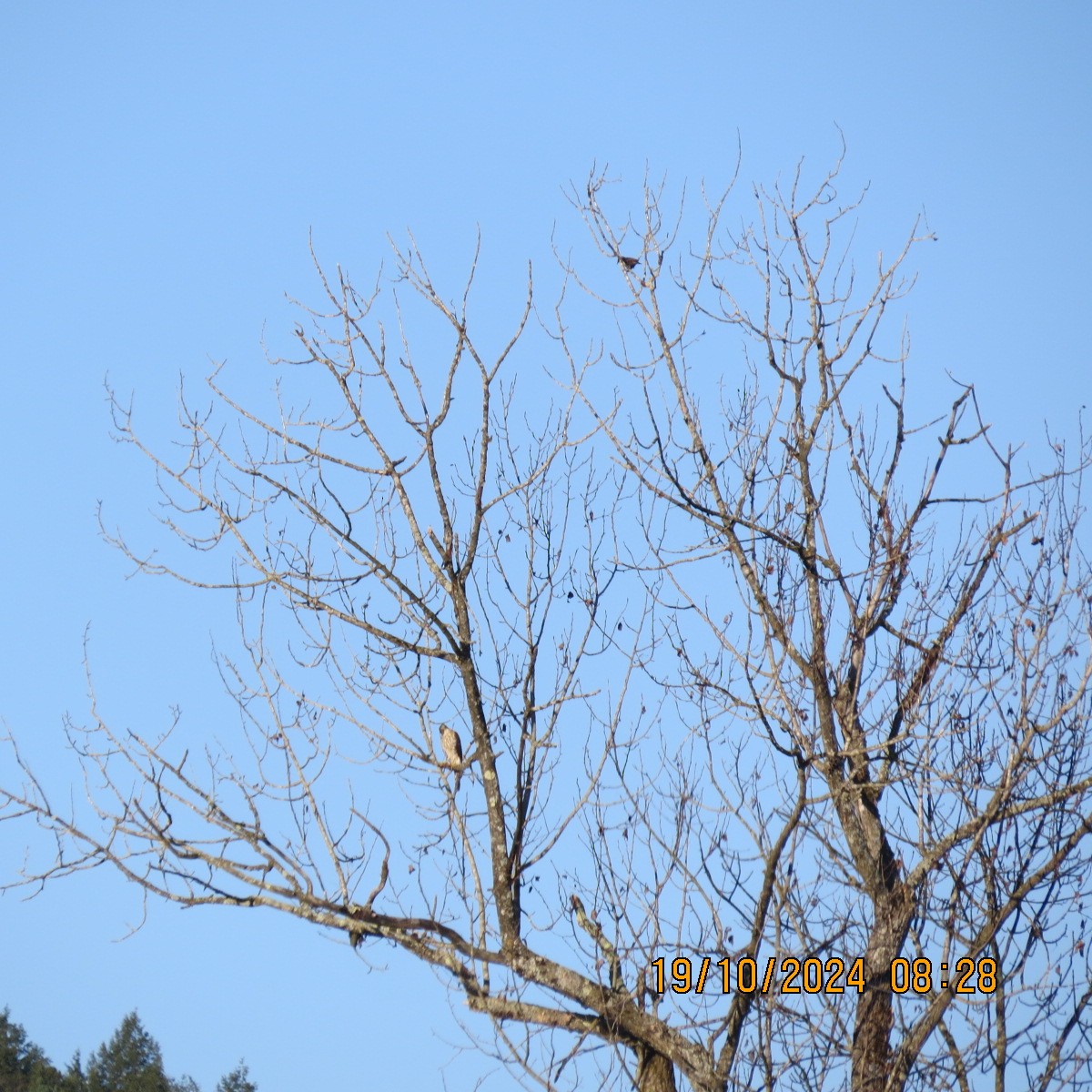 European Starling - ML625281430