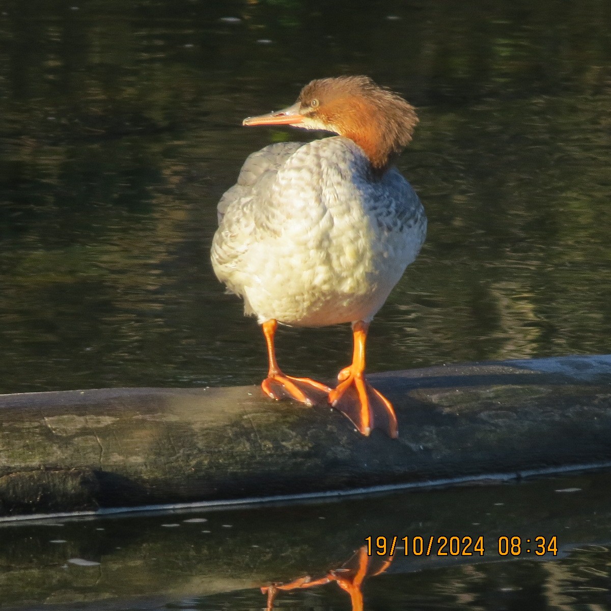 Common Merganser - ML625281434