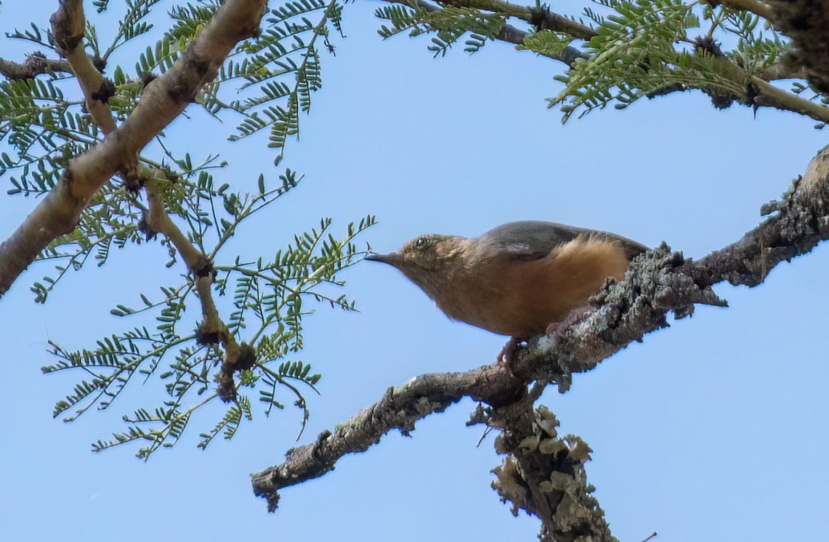 Red-faced Crombec - ML625281437