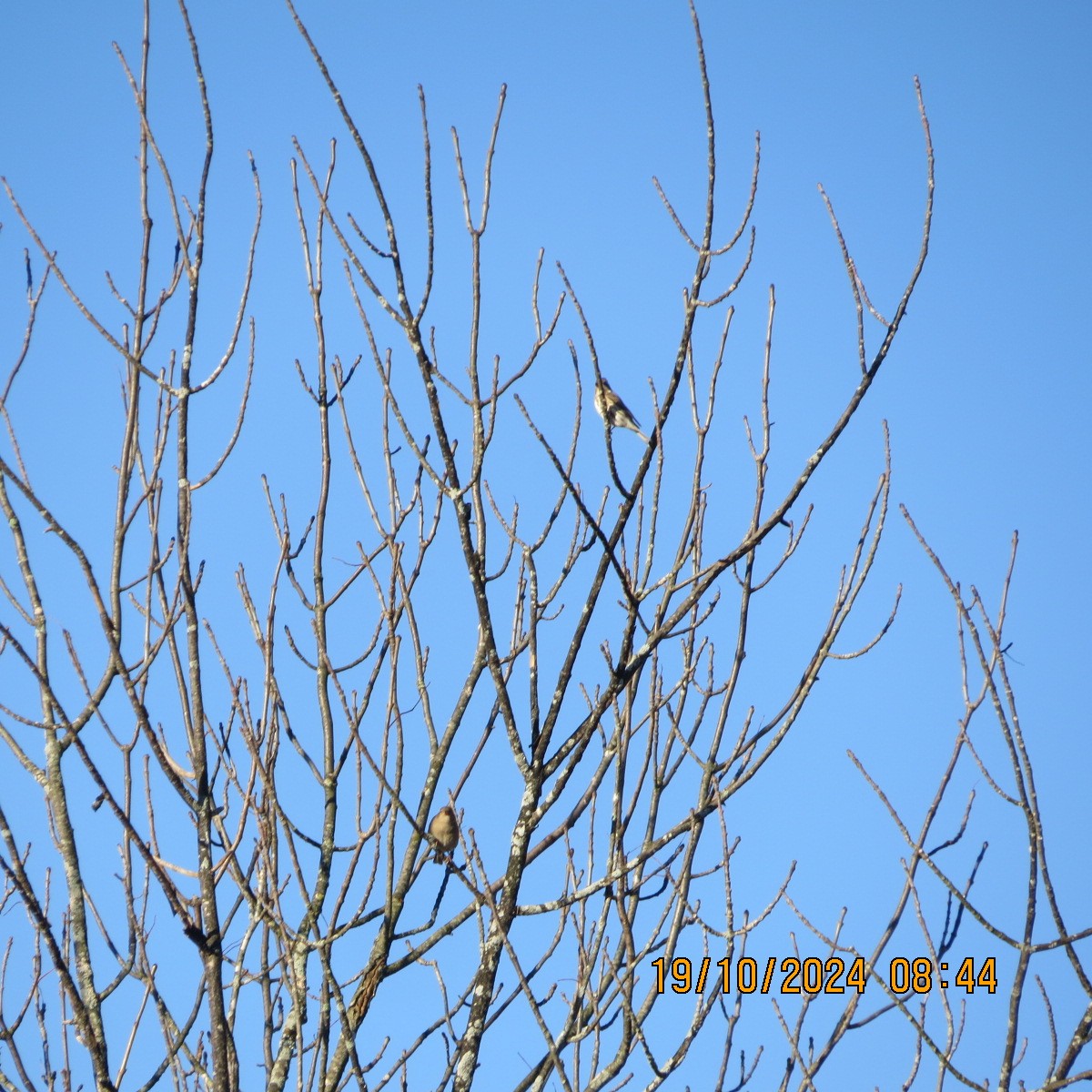 Purple Finch - ML625281442