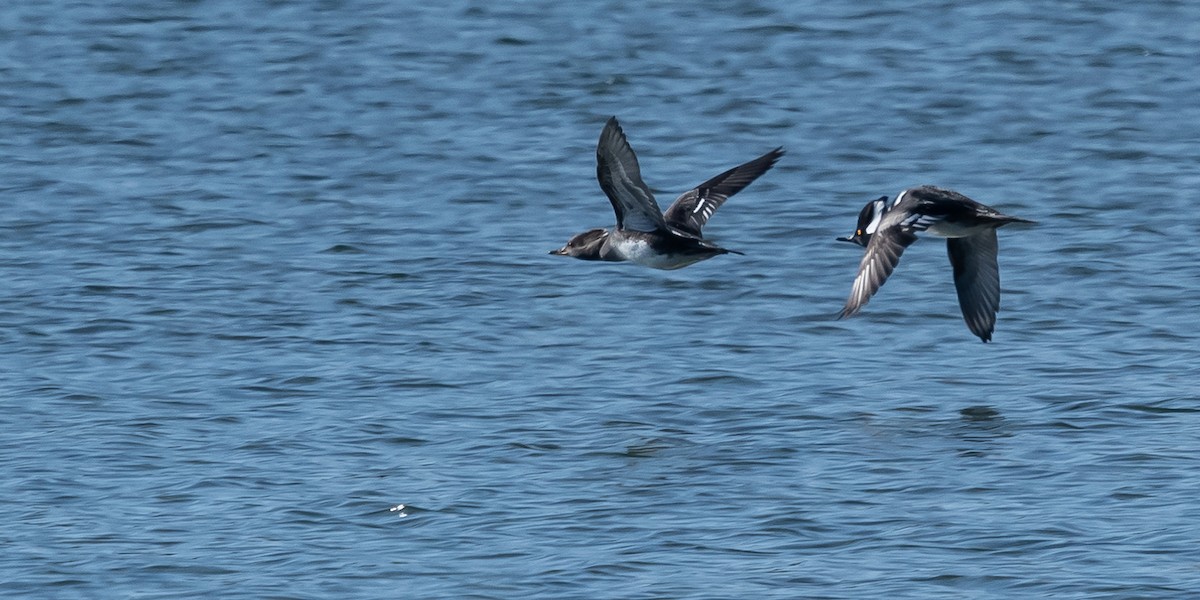 Hooded Merganser - ML625281459