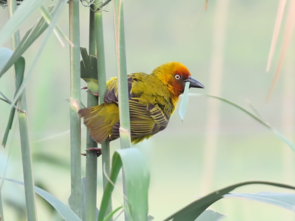 Cape Weaver - ML625281489