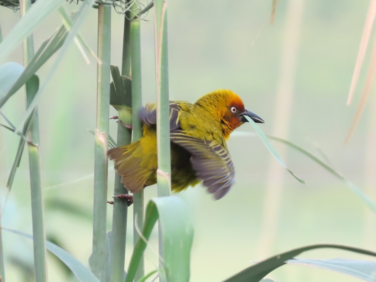 Cape Weaver - ML625281490