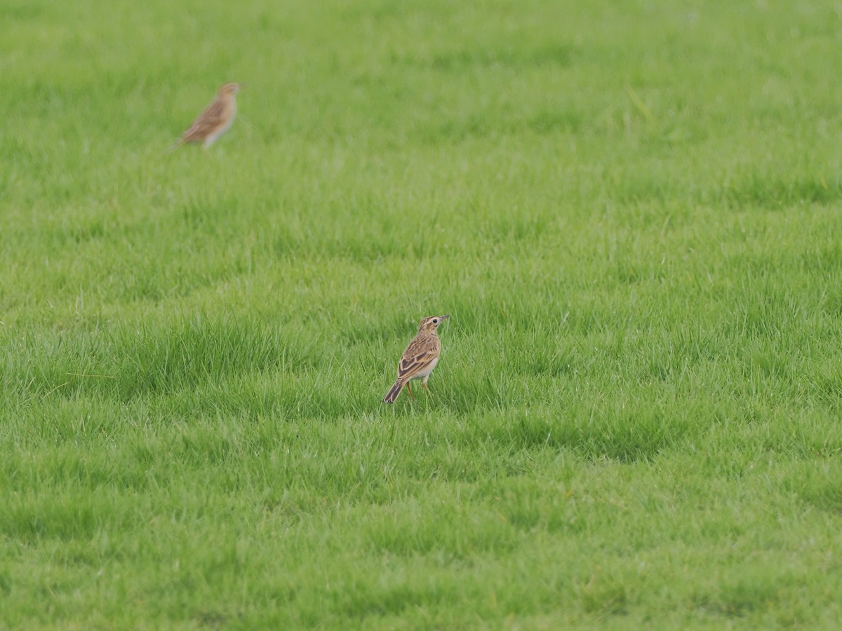 Richard's Pipit - ML625281514